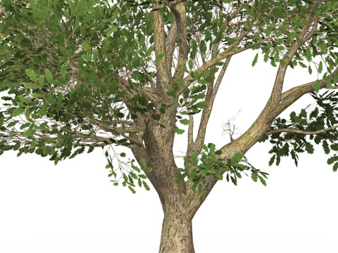 Game Ready Tree 48 3D Model