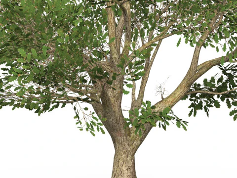 Gioco pronto Albero 48 Modello 3D