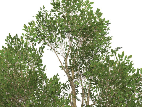 Game Ready Tree 48 3D Model