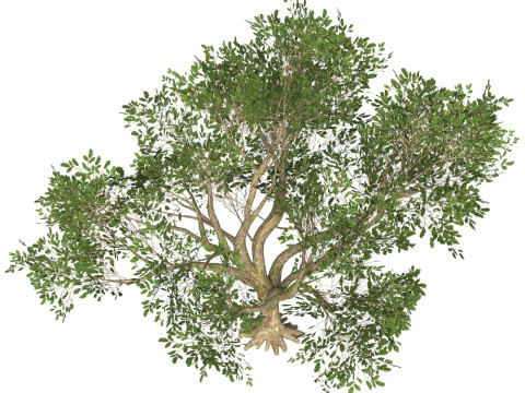 Game Ready Tree 48 3D Model