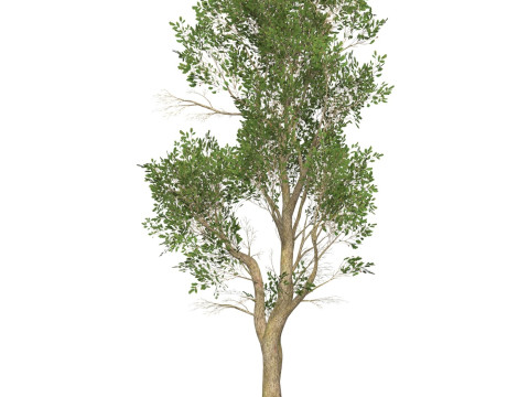 Game Ready Tree 49 Modelo 3D