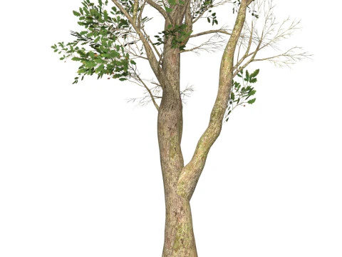 Game Ready Tree 49 3D Model