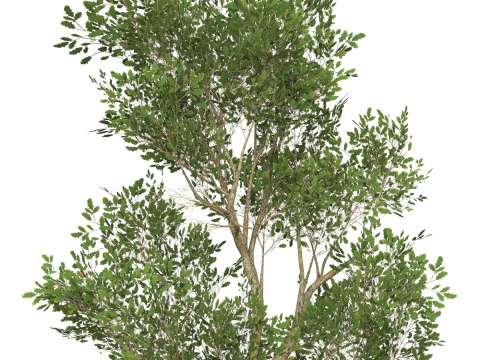 Game Ready Tree 49 3D Model