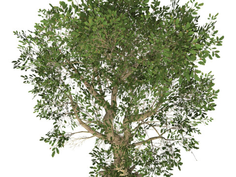 Game Ready Tree 49 3D Model