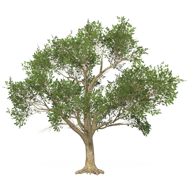 Game Ready Tree 50 3D Model .c4d .max .obj .3ds .fbx .stl .blend