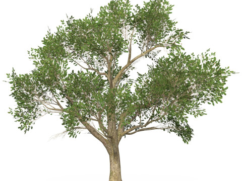 Game Ready Tree 50 Modelo 3D