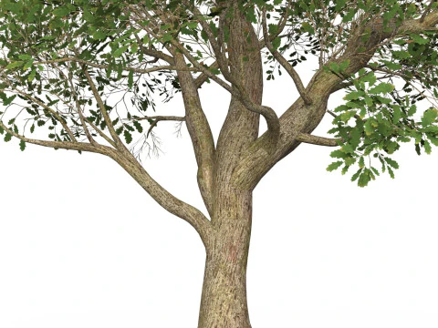 Game Ready Tree 50 3D Model