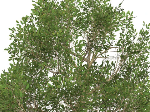 Game Ready Tree 50 3D Model