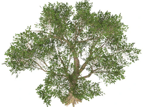 Game Ready Tree 50 3D Model