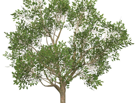 Game Ready Tree 51 Modelo 3D