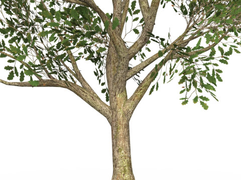 Game Ready Tree 51 3D Model