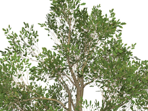 Game Ready Tree 51 3D Model