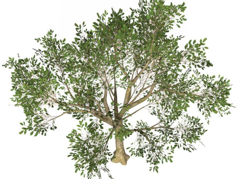 게임 레디 트리 51 3D 모델