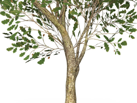 Game Ready Tree 52 3D 模型