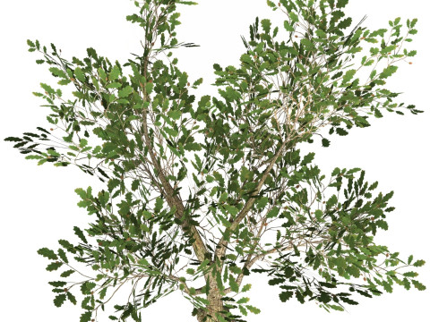 Game Ready Tree 52 3D 模型