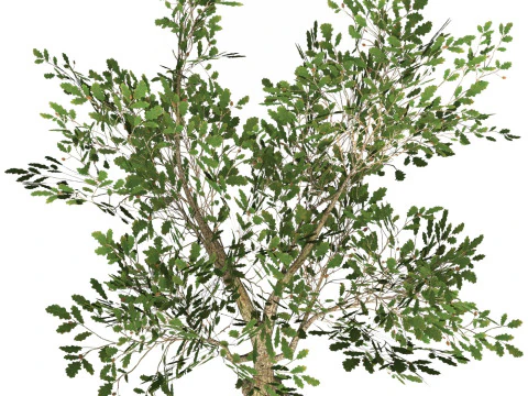 Game Ready Tree 52 3D Model