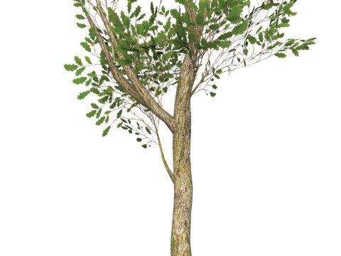 Game Ready Tree 53 3D Model