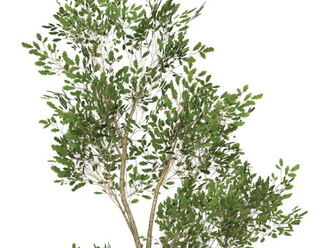 Game Ready Tree 53 3D Model