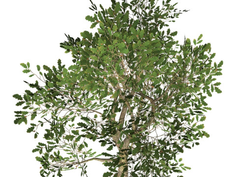 Game Ready Tree 53 3D Model