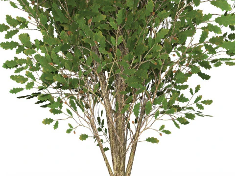 Game Ready Tree 54 3D Model