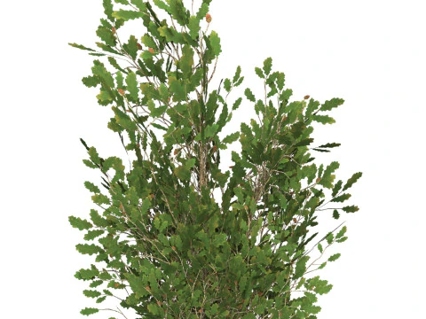 Game Ready Tree 54 3D Model