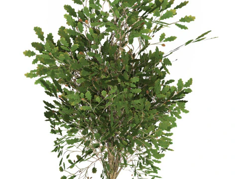 Game Ready Tree 54 3D Model