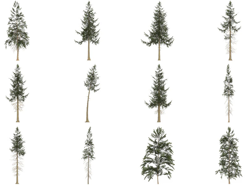 12 Game Ready Pine Tree Collection 3D Model .c4d .max .obj .3ds .fbx .stl .blend