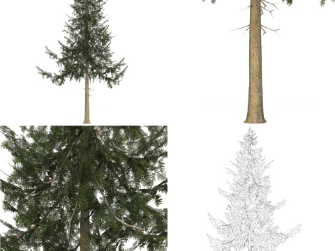 12 Game Ready Pine Tree Collection 3D Model
