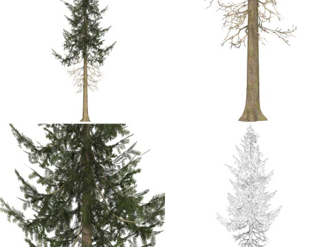 12 Game Ready Pine Tree Collection 3D Model