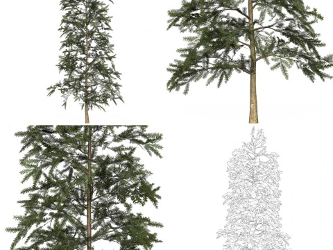 12 Game Ready Pine Tree Collection 3D Model