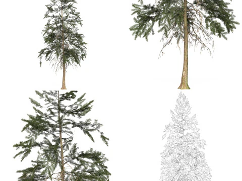 12 Game Ready Pine Tree Collection 3D Model