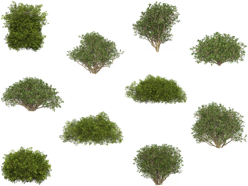 10 Game Ready Plant Bush Collection 3D Model .c4d .max .obj .3ds .fbx .stl .blend 