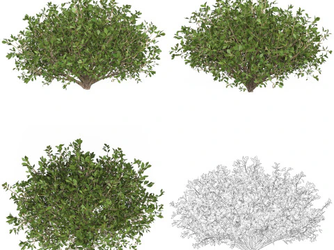 10 Game Ready Plant Bush Collection 3D Model