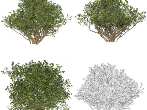 10 Game Ready Plant Bush Collection Modelo 3D