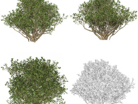 10 Game Ready Plant Bush Collection 3D Model