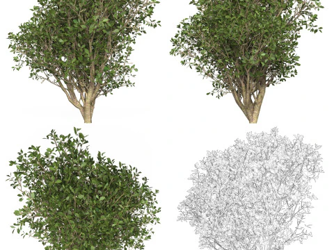 10 Game Ready Plant Bush Collection 3D Model