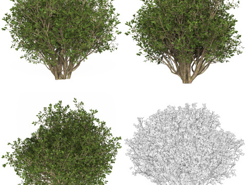 10 Game Ready Plant Bush Collection Modelo 3D