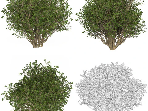 10 Game Ready Plant Bush Collection 3D Model