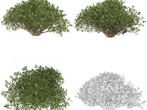 10 Game Ready Plant Bush Collection Modelo 3D