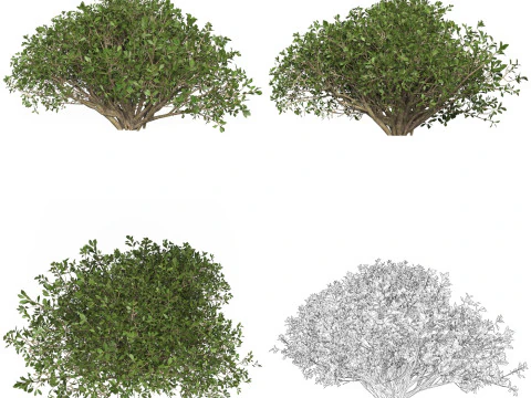 10 Game Ready Plant Bush Collection 3D Model