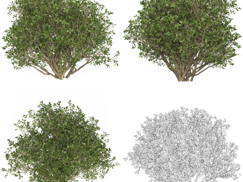 10 Game Ready Plant Bush Collection Modelo 3D
