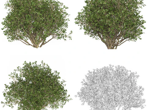 10 Game Ready Plant Bush Collection 3D Model