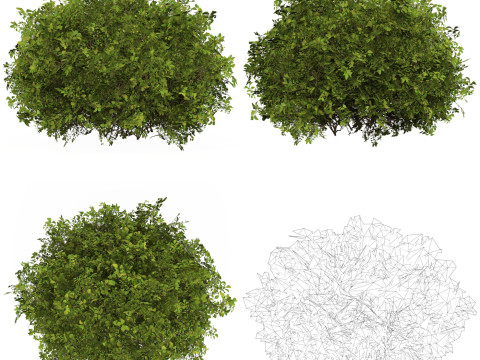 10 Game Ready Plant Bush Collection Modelo 3D