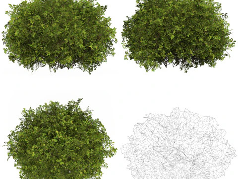 10 Game Ready Plant Bush Collection 3D Model