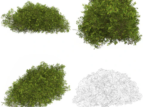 10 Game Ready Plant Bush Collection 3D Model