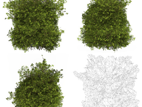 10 Game Ready Plant Bush Collection Modelo 3D