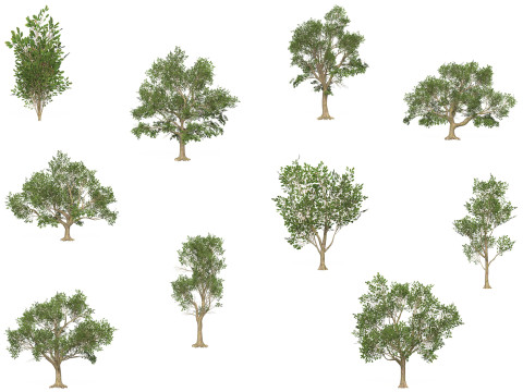 10 Game Ready Big Tree Collection Modelo 3D