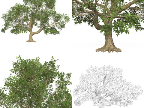 10 Game Ready Big Tree Collection 3D Model