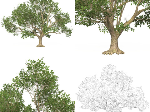 10 Game Ready Big Tree Collection 3D-Modell