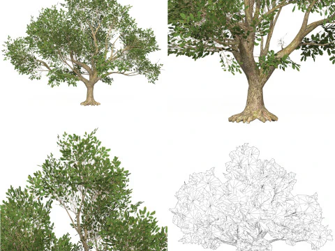 10 Game Ready Big Tree Collection 3D Model